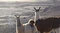 Coipasa Salt Flats S's (11)